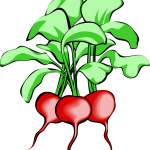 radish image