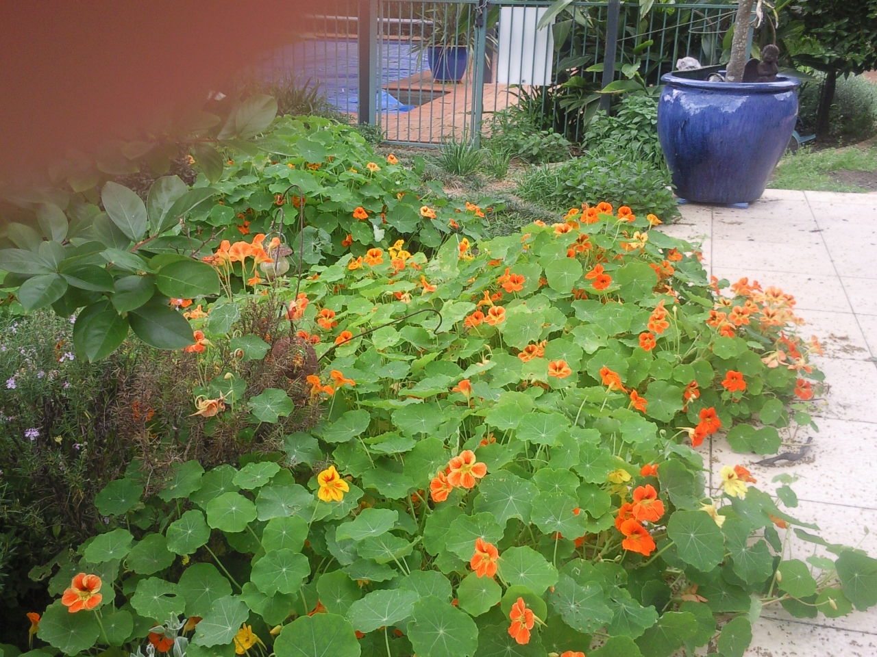 NASTURTIUM CAPERS