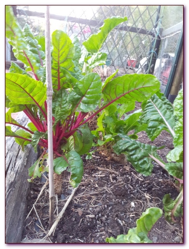 Silverbeet or Spinach Salad