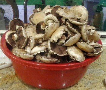 Freshly picked mushrooms